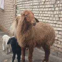 گوسفند وبره مطافیل .