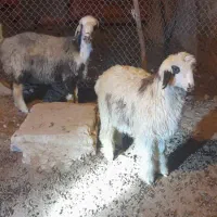 میش وبره