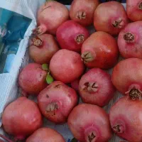 میوه گوجه انگور بادمجان انار پیاز گلابی|فروشگاه و مغازه|دزفول, |دیوار
