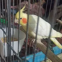 عروس هلندی لوتینو جفت