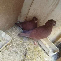 کبوتر راعبی