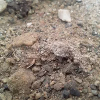 فروش کاه گندم