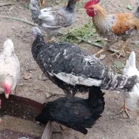 بوقلمون|حیوانات مزرعه|امیدیه, |دیوار