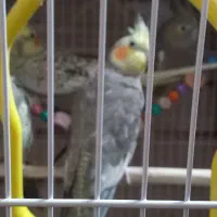 عروس هلندی ...|پرنده|مشهد, فرخد|دیوار