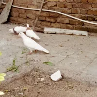 کفترالمانی