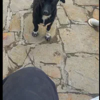 فروش سگ پا کوتاه