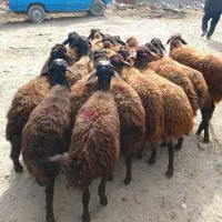 بره سحرایی