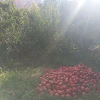 انار جوشان دانه زغالی|خوردنی و آشامیدنی|گلباف, |دیوار