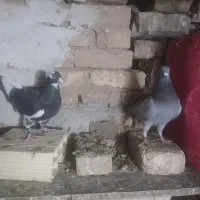 کفتر|پرنده|یزد, |دیوار