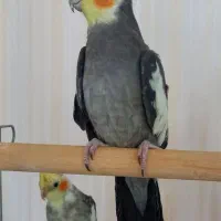 عروس هلندی سینامون شیطون