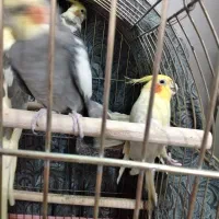 عروس هلندی ماده ونر|پرنده|رشت, گلسار|دیوار