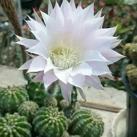 کاکتوس طبیعی گلدار اچینوپسیس اوکسیژونا