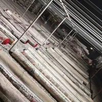 نیازمند کارگر قالیشویی