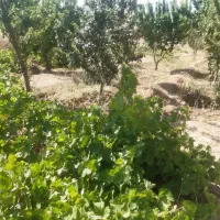 باغ میوه