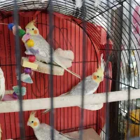 فروش ۵ عدد عروس هلندی