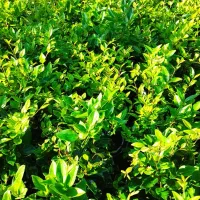 گل یاس|گل و گیاه طبیعی|کلاچای, |دیوار