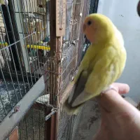 جوجه برزیل کوتوله،کتول