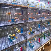 قناری سوپری ردفاکتور آماده بخون رنگ دار