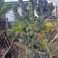 فروش کاکتوس صخره ای