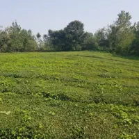 ۲۰۲ متر زمین سند دار آمل