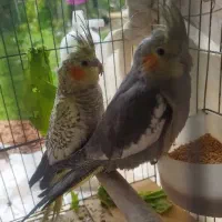 عروس هلندی سه ماهه