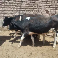 گوساله تلیسه