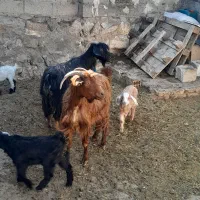 ۲ عدد بز جوان به همراه ۴ عدد بزغاله