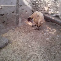 گوسفند جوان