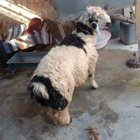 بره نر|حیوانات مزرعه|مسجد سلیمان, |دیوار