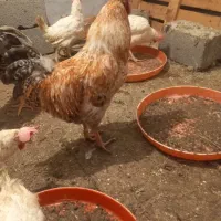 خروس همه مدل برای قربانی