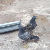 کبوتر