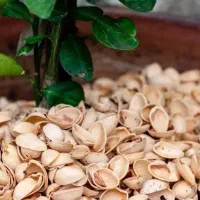 پوست پسته و بادام