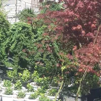 فروش گل و گیاه