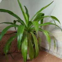 گل بزرگ