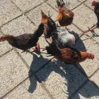 جوجه خروس پامشکی