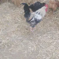 خروس چاق جهت قربانی|حیوانات مزرعه|قنوات, |دیوار