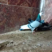 ۷ عدد شازده سبز وسیاه|پرنده|اردکان, |دیوار