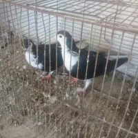 جفت ساده عروسک بدون غلط|پرنده|گرگان, |دیوار