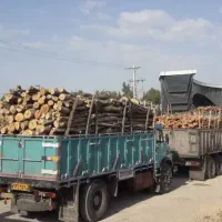 خرید چوب  مورت  کنار لیمو ، انجیر