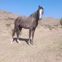 دو اسب  با خط و خونی بالا و شجره دار  فروشی|اسب و تجهیزات اسب‌سواری|نظرآباد, نظرآباد|دیوار