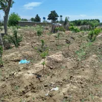 زمین ۳۰۰ متری فیروز بهرام