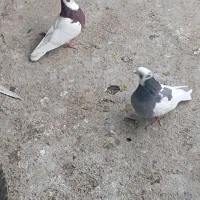 کفتر طوقی|پرنده|شیراز, جوادیه|دیوار