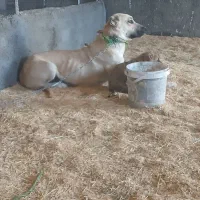 سگ سرابی ماده