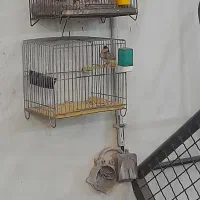 سهره|پرنده|الوند, |دیوار