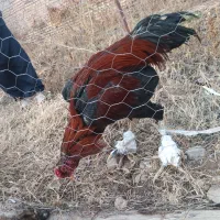 یک عدد خروس لاری