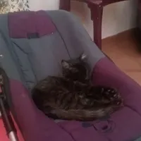 واگذاری گربه ماده با دو بچه