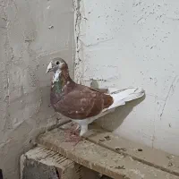 کبوتر