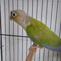 طوطی گیرینچیک ۸ ماهه|پرنده|آستانه اشرفیه, |دیوار