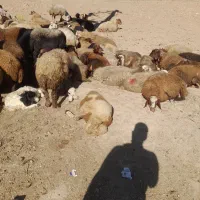 گوسفندمیش وبره|حیوانات مزرعه|کوهدشت, |دیوار