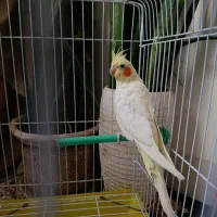 جوجه عروس هلندی لوتینو نر